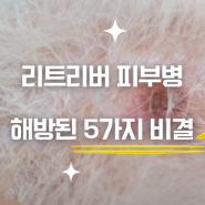 강아지 피부딱지 발 습진 리트리버 피부병 종류 관리 비결