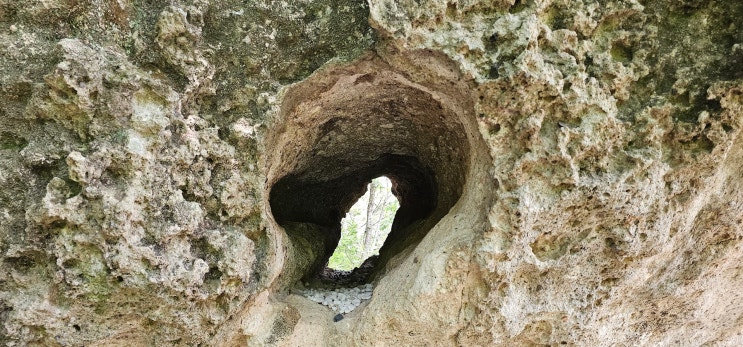포항시 장기면 고석사 응회암 표면의 카르스트(Karst) 지형과 두꺼비 바위의 용암수형(鎔巖樹型, lava tree-molds ...