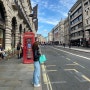 런던 여행 홍차 선물 위타드 오브 첼시 피카딜리 블렌드 차