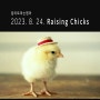[입트영] 2023. 8. 24. Raising Chicks
