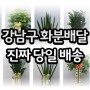 강남화분배달 당일 진짜 배송되는 강남구 개업식 전문 꽃집