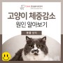 강서구24시동물병원 고양이 살빠짐,이유모를 체중감소 원인은?
