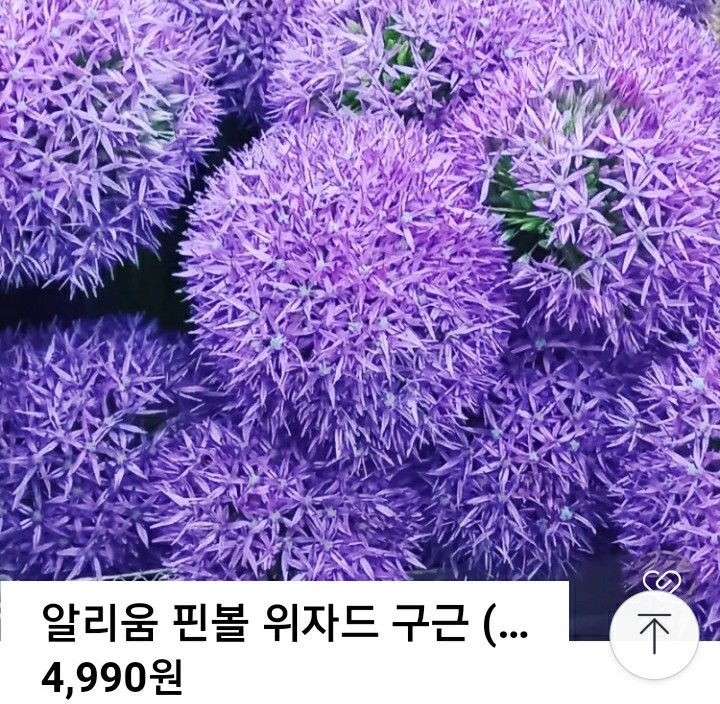 6시내고향 8월 24일 경기 용인 꽃 구입 문의 용인시 처인구 