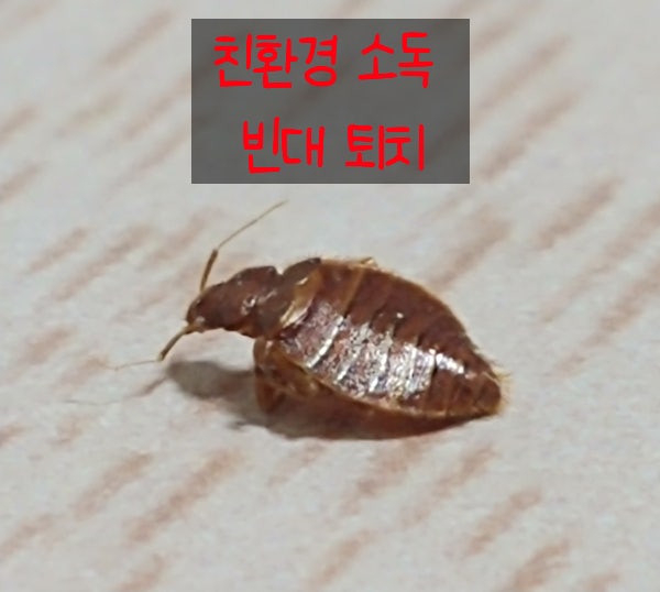 친환경 소독 방법으로 빈대 퇴치 업체 : 네이버 블로그