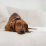 강아지 장염 원인과 증상 반려견 2차감염 치료 및 예방 방법