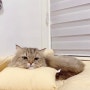 [고양이] 페르시안고양이 미미를 아시나요?