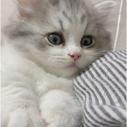 아기고양이랑 친해지는 법 | 3개월 먼치킨고양이 김밥이