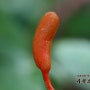 노린재기생동충하초 - Ophiocordyceps nutans