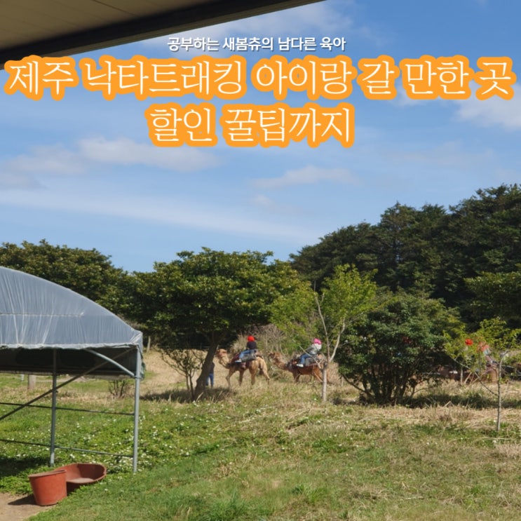 제주 낙타트래킹 아이랑 갈만한 곳 추천 할인 꿀팁까지...