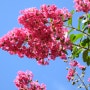 전등사 배롱나무꽃
