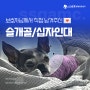 💌<6> 물금신도시 동물병원 슬개골/십자인대 전문병원 후기