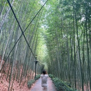 [구례] 구례여행 가볼만한곳 섬진강 대나무 숲길 산책