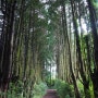 제주도 강아지와 함께한 스냅 촬영 명소 편백나무숲길, 비밀의 숲