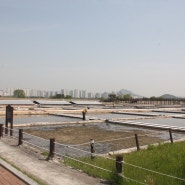 인천 소래습지 생태공원 (2)