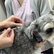 강아지 기력쇠진 체중감소 당뇨병 증상과 검진 치료 관리 강남동물병원