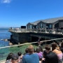 Monterey(몬터레이) 20220618 몬터레이 베이 수족관 Monterey Bay Aquarium _ 가오리 만져보기 & Vivolo’s Chowder House