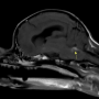 MRI 검사를 통한 강아지 비감염성 뇌수막염 진단