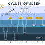 수면 사이클 패턴의 이해, 효율적인 잠을 위해