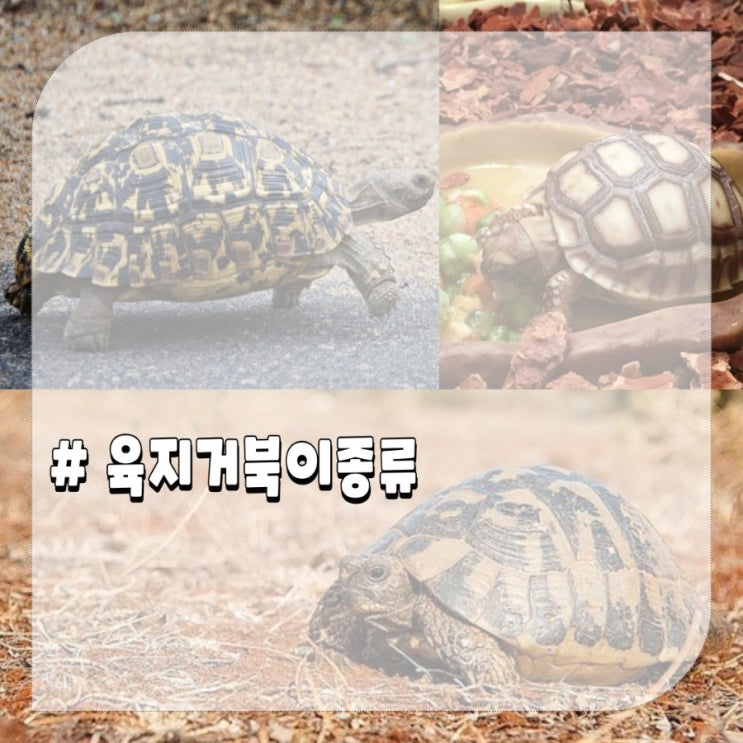 육지거북이 종류 설가타 레오파드 육지거북 동헤르만 특징 : 네이버 블로그