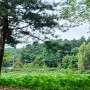 포천 봉선사 연꽃 연못