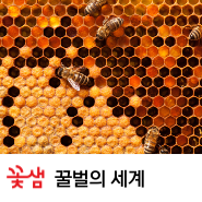 꽃샘이 들려주는 벌꿀 이야기 - ② 꿀벌의 일생 편