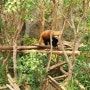 홍콩 오션파크 후기 1탄 동물원, 아쿠아리움 홍콩섬 가볼 만한 곳