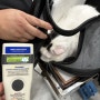 캐나다 토론토 공항으로 가는 동물검역 절차를 진행한 코숏 두부 : 강아지 고양이 캐나다 데려가기 이민 여행 절차 비용 건강증명서 광견병 접종 종류