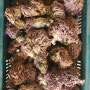 2023년 자연산 싸리버섯 채취시기 판매 가격 (참싸리버섯)