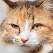 고양이 눈질환 눈곱과 눈물 흘림 증상 원인 치료 강남동물병원