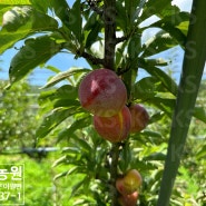 맛이 으뜸 단단한 자두 "도담 자두"