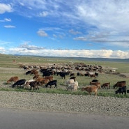 [7박 8일] 8월의 몽골 여행 (테를지, 고비사막 등) 레츠고몽골리아
