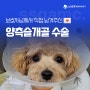 💌<8> 푸들 슬개골 탈구 수술 후기 전문병원의 맞춤수술!