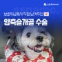 💌<7> 보호자님의 양측 슬개골탈구 2기 수술 후기