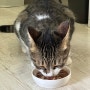 가자요펫 고양이 멀티비타민 관절영양제 후기