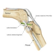 전외측인대(anterolateral ligament)란 무엇인가요?