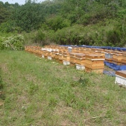 탄소 동위원소비만 낮으면 좋은 꿀인가?