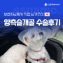 💌<9> 말티즈 슬개골탈구 3기 초반 수술 후기