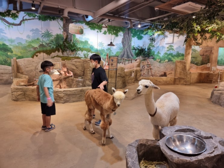부산 라라쥬 동물원 실내 동물카페 먹이주기체험 유아 초등 다...