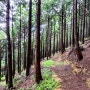 편백나무 숲길이 아름다운 ‘제주 둔지오름 둘레길’