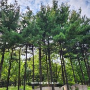 스트로브잣나무- 인천중앙공원