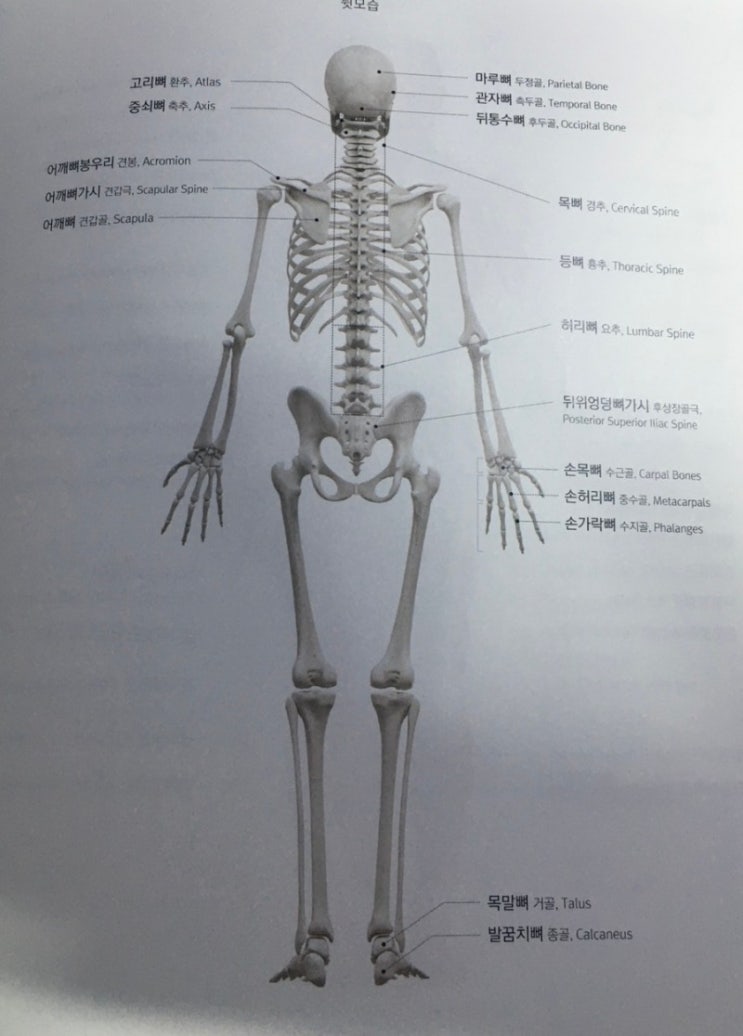 인체 해부학 뼈 용어 정리 : 네이버 블로그