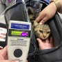 독일 프랑크푸르트 공항으로 가는 아메숏 양갱이 : 강아지 고양이 독일 데려가기 여행 이민 유학 입국 출국 광견병 항체가 검사 증명서 준비