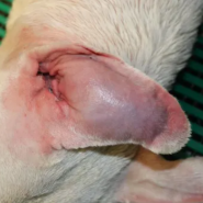 강아지 귀질환 이개혈종 귀가 붓고 통증 있는 귓병 치료 강남동물병원