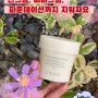 쉬가이아 클렌징밤 공구 9.4~9.6