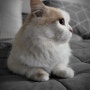 먼치킨 고양이 종류 분양 기본정보::성묘 성격 다리 털 유전병 개냥이...믹스 킬트 나폴레옹 래카퍼