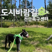천안 강아지 산책, 축구센터 반려인쉼터 반려견놀이터