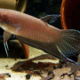 베타 코키나 - 열대 아시아의 물고기