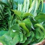 [추석음식] 유기농 식재료 모시풀(모싯잎) - 모시나무의 효능, 송편 만들기, 떡 만들기, 레시피