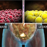 운동을 해도 빠지지 않는 복부비만,뱃살고민!!! 해결 방법은 없을까요?