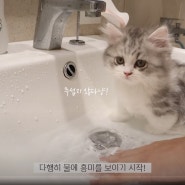 아기고양이 목욕시키기 | 첫 기억이 중요!!!